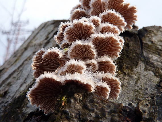 klanolupeňovka obyčajná Schizophyllum commune Fr.