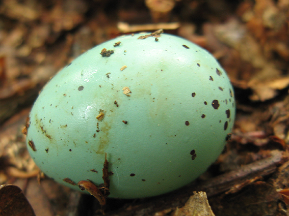 drozd plavý Turdus philomelos