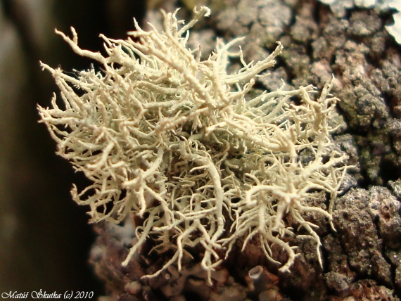 bradatec Usnea sp.