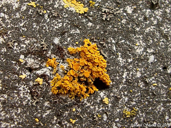 diskovník oranžový Xanthoria elegans (Link) Th. Fr.