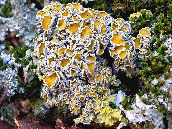 diskovník múrový Xanthoria parietina var. parietina