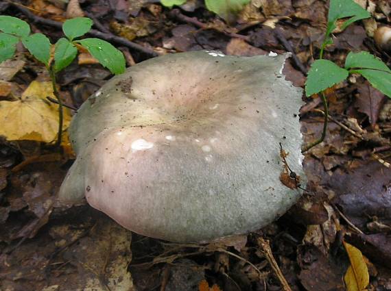 holubinka namodralá russula cyanoxantha  (Schaeff.) Fr.