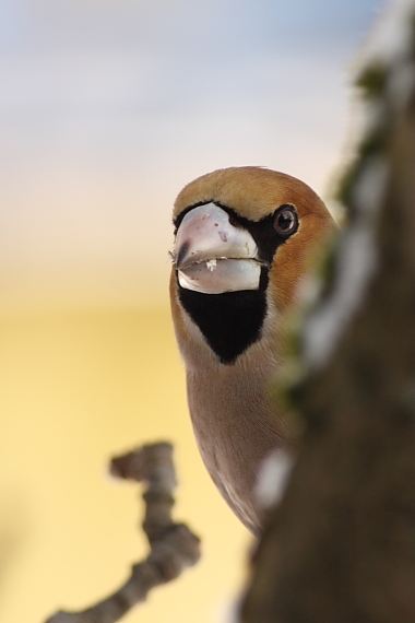 glezg Hrubozobý Coccothraustes coccothraustes