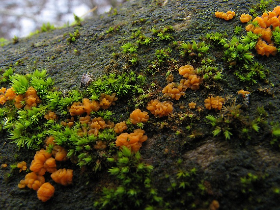 slzovec Dacrymyces sp.