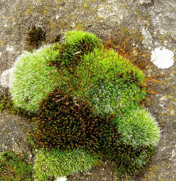 drobivka vankušovita a a tortula muralis Grimmia pulvinata (Hedw.) Sm.