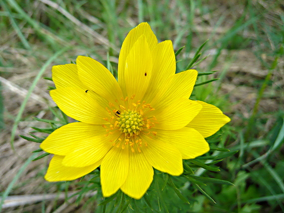 hlaváčik jarný Adonis vernalis L.