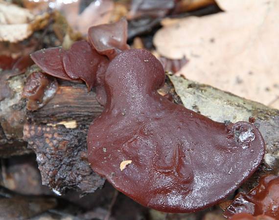 uchovec bazový Auricularia auricula-judae (Bull.) Quél.