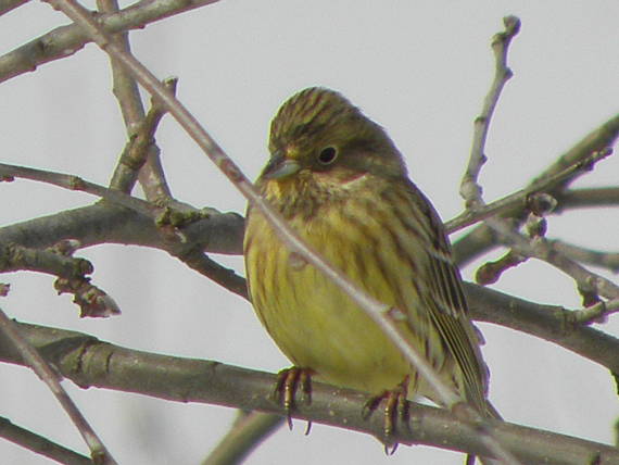 strnádka žltá Emberiza citrinella