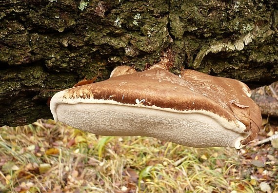 brezovník obyčajný Fomitopsis betulina (Bull.) B.K. Cui, M.L. Han & Y.C. Dai