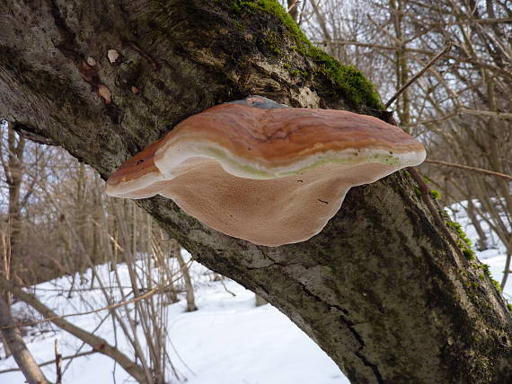 práchnovček Fomitopsis sp.