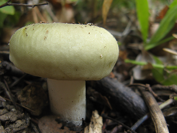 plávka trávovozelená Russula aeruginea Lindbl. ex Fr.