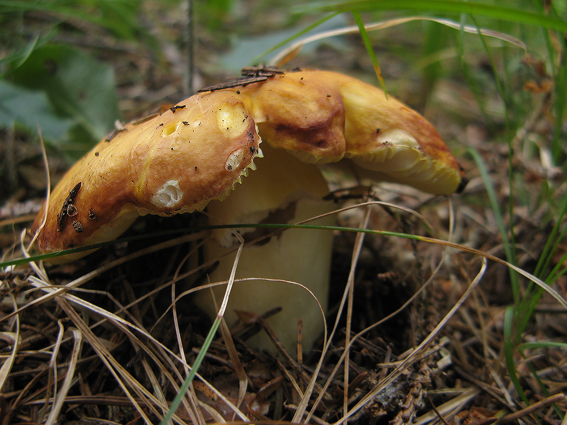 plávka zlatožltá Russula aurea Pers.