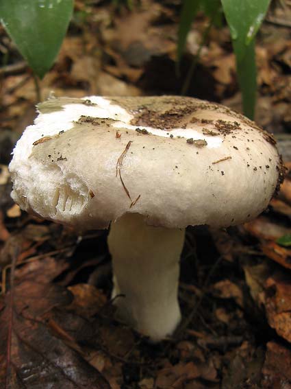 plávka strakatá Russula grisea Fr.