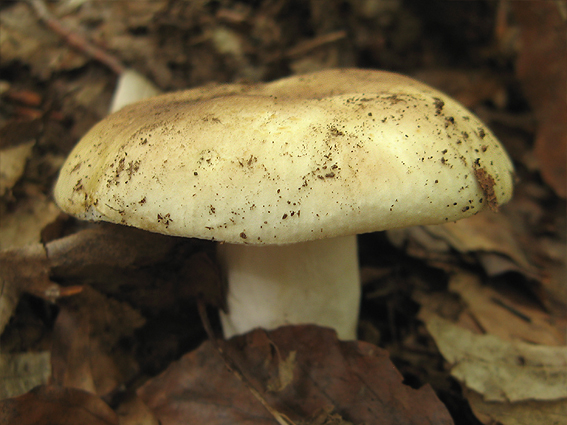 plávka hlinovožltá Russula ochroleuca Fr.