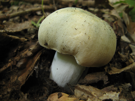 plávka zelenkastá Russula virescens (Schaeff.) Fr.