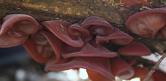 uchovec bazový Auricularia auricula-judae (Bull.) Quél.