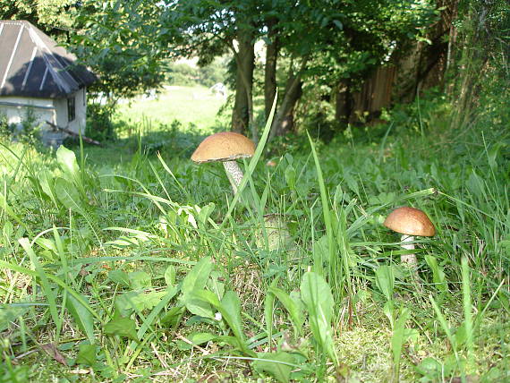 kozák osikový Leccinum albostipitatum den Bakker & Noordel.