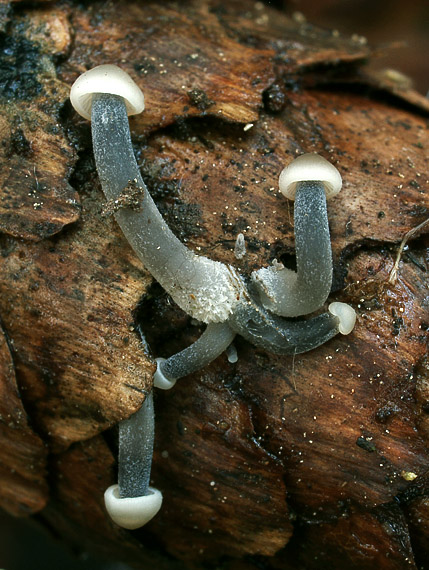 prilbička šišková Mycena strobilicola J. Favre & Kühner