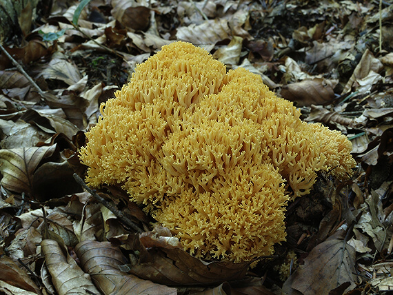 strapačka zlatožltá Ramaria aurea (Schaeff.) Quél.