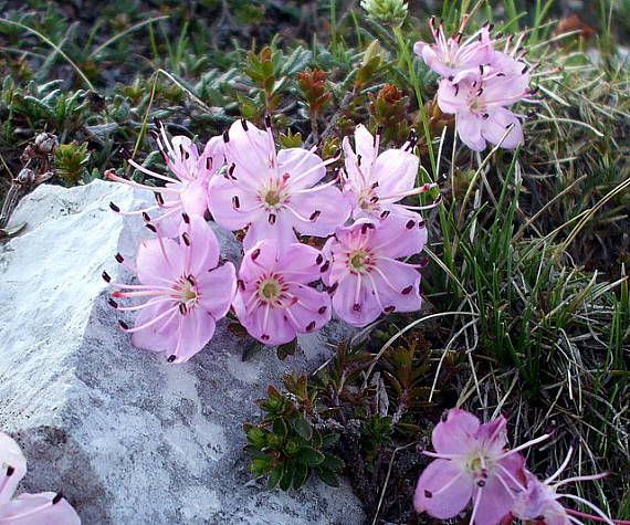 - Rhodothamnus chamaecistus