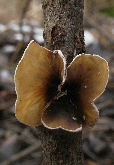 škľabka plstnatá Schizophyllum amplum (Lév.) Nakasone