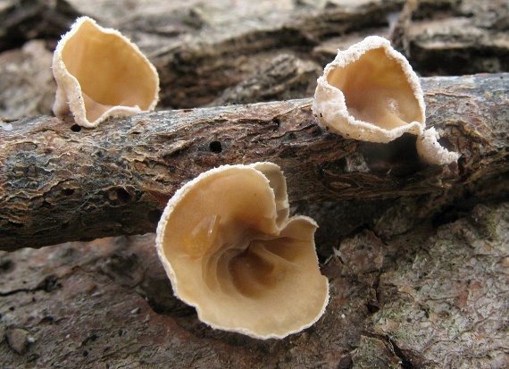 škľabka plstnatá Schizophyllum amplum (Lév.) Nakasone