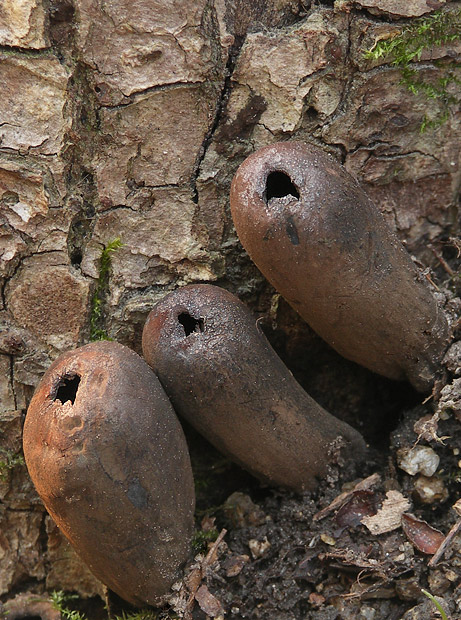 urnička kráterovitá Urnula craterium (Schwein.) Fr.