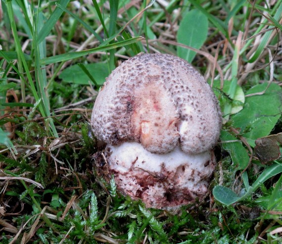 muchotrávka červenkastá Amanita rubescens Pers.