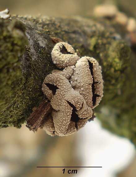 dutinovka otrubnatá Encoelia furfuracea (Roth) P. Karst.