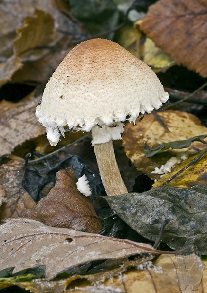 bedlička páchnúca? Lepiota cristata? (Bull.ex Fr.) Kumm.