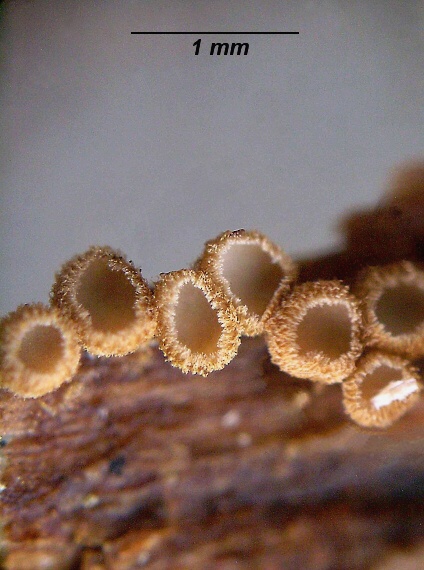 číšovec svazčitý  Merismodes fasciculata (Schwein.) Donk