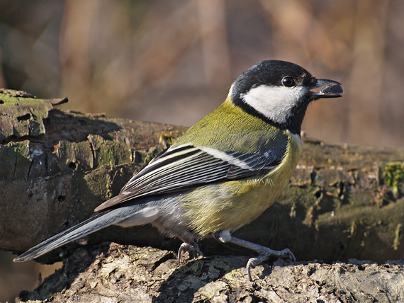 sýkorka veľká  Parus major