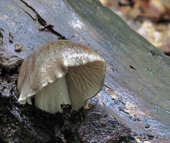 štítovka Pluteus sp.