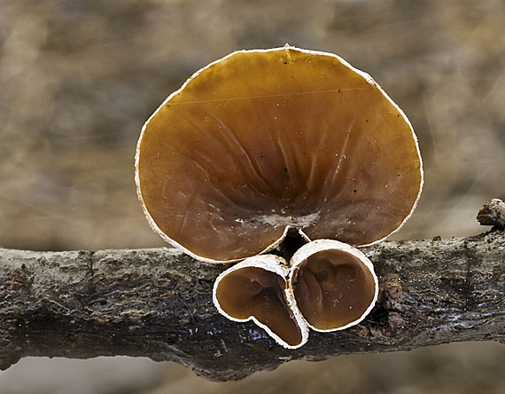 škľabka plstnatá Schizophyllum amplum (Lév.) Nakasone