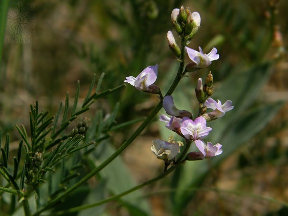 kozinec rakúsky Astragalus austriacus Jacq.