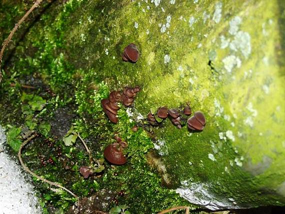 uchovec bazový Auricularia auricula-judae (Bull.) Quél.