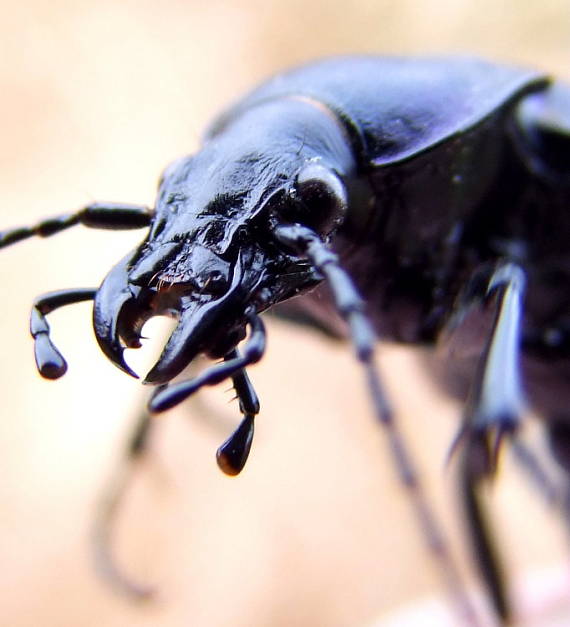 bystruška fialová  Carabus violaceus