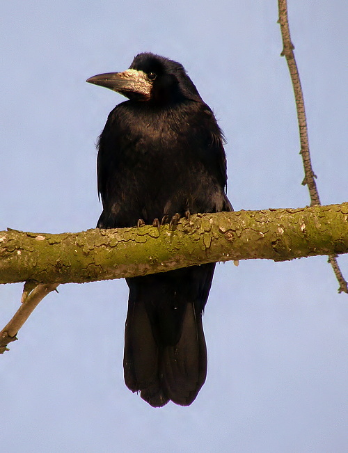 havran polní Corvus frugilegus