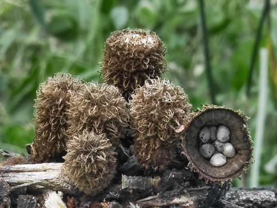 čiaškovec pásikavý Cyathus striatus (Huds.) Willd.