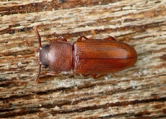 potemník Palorus depressus Fabricius, 1790