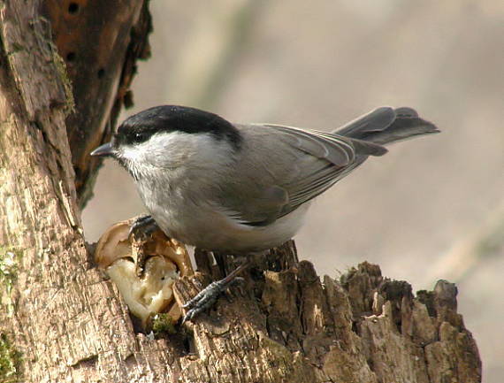 sýkora babka Parus palustris