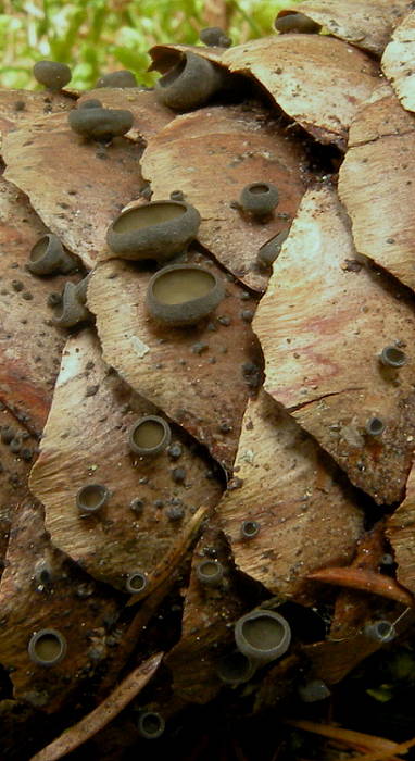 jahňadka smreková Rutstroemia bulgarioides (P. Karst.) P. Karst.