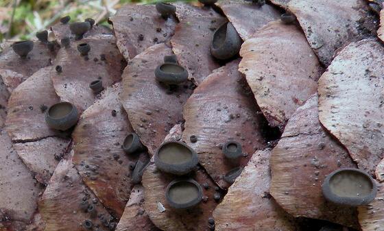 jahňadka smreková Rutstroemia bulgarioides (P. Karst.) P. Karst.