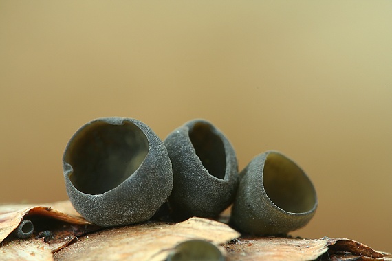 jahňadka smreková Rutstroemia bulgarioides (P. Karst.) P. Karst.