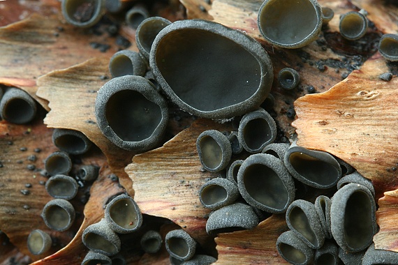 jahňadka smreková Rutstroemia bulgarioides (P. Karst.) P. Karst.