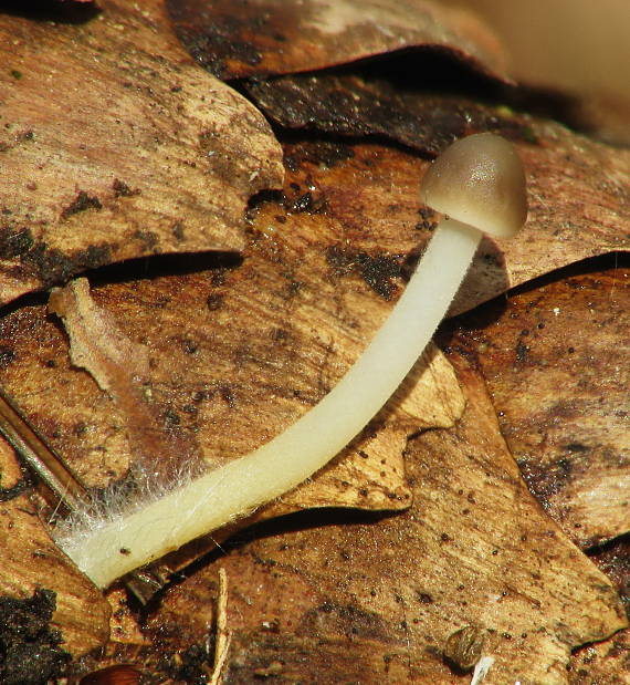 peniazočka smreková Strobilurus esculentus (Wulfen) Singer