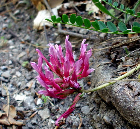 kozinec montpeliersky Astragalus monspessulanus L.