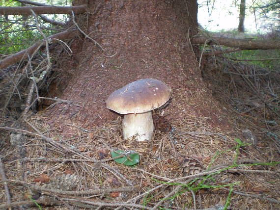 hríb smrekový Boletus edulis Bull.