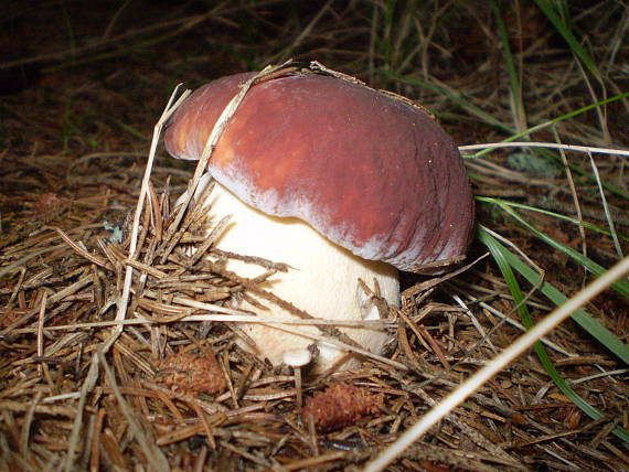 hríb sosnový Boletus pinophilus Pil. et Dermek in Pil.