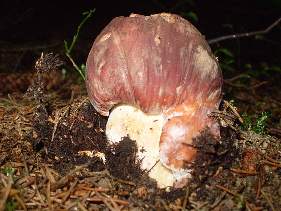 hríb sosnový Boletus pinophilus Pil. et Dermek in Pil.